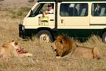 Safari Vehicles 3 - East African Safari & Travel